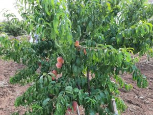 Bağlar’ı özüne kavuşturan doğal görüntüler