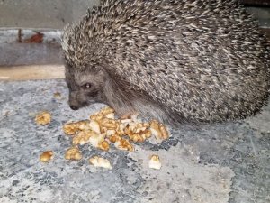 Aç kirpiler karınlarını mesken tuttukları evde bisküvi ve cevizle doyuruyor