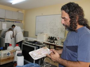 Balıkla gelen tehlike: Ağır metal riski