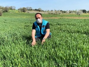 Pazarlar’da yerli buğdayın deneme ekiminden yüksek verim alındı