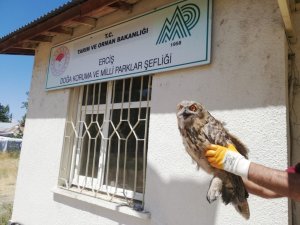 Tedavileri tamamlanan kuşlar doğaya salındı
