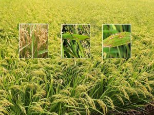 Çeltikte yanıklık hastalığı ile mücadele