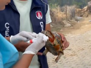 Sincan Belediyesi ekipleri yaralı kaplumbağanın hayatını kurtardı