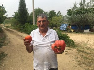 Görenleri hayrete düşüren dev domates