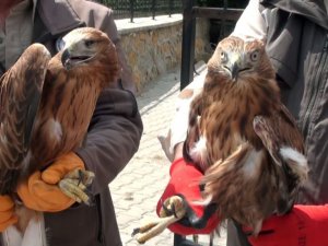 Yozgat’ta yaralı 2 kızıl şahin ve baykuş tekrardan doğaya salındı