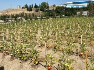 Pursaklar’da ata tohumları ilk ürünlerini vermeye başladı