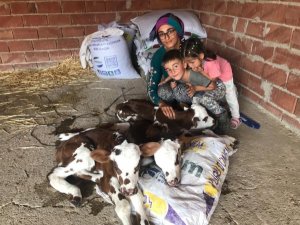 Üçüz doğuran inek veterineri de şaşırttı