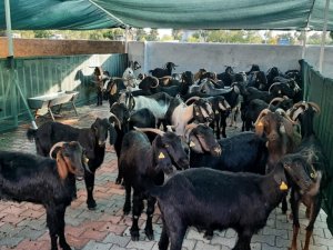Yangın bölgesinde yaşayanlar için 41 damızlık keçi gönderildi