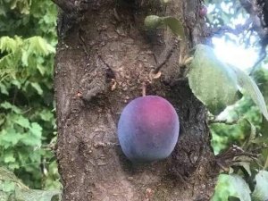 Kara erik meyvesi ağacın dalında değil, gövdesinde çıktı