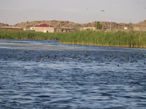 Ağrı Dağı Milli Parkı, doğal güzelliği ve hayvan çeşitliliğiyle dikkat çekiyor