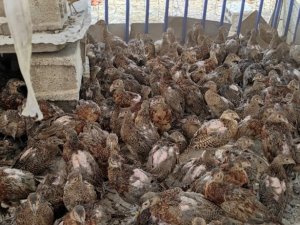 Adıyaman’da 300 sülün doğaya bırakıldı