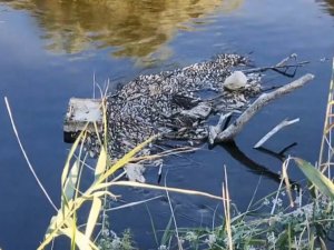 Gediz Nehri’ndeki toplu balık ölümleri korkuttu