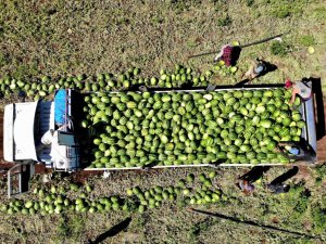 Erzincan’da karpuz hasadı başladı