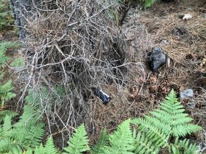 Hayatını ormanlara adadı