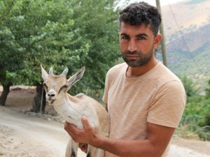 Ayakları tutmayan yavru yaban keçisini evinde besledi