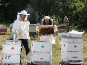 Ülke genelindeki orman yangınları arıları ve arıcılığı tehdit ediyor