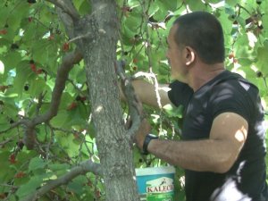 Ayaş’ta asırlık ağaçlardan karadut hasadı