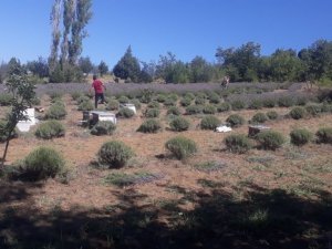 Deneme amaçlı dikilen lavanta yüz güldürdü