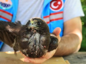 Yaralı şahin Gölbaşı Belediyesine emanet