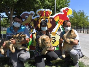 Büyükşehir Hayvanat Bahçesi, yeni minik üyeleri ile şenlendi