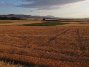Evinde ürettiği bakteri ile tarımsal üretimini ikiye katladı