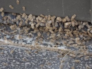 Kırklareli’nde Dantel Böceği istilası