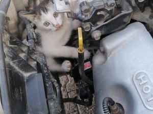 Otomobilin motor kısmına sıkışan kediyi itfaiye kurtardı