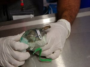 Yavru tavşan alevlerin arasından yaşama tutundu