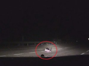 Çakal yavrusu kazara otomobilin altında ezildi