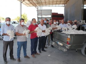 Söke’de sezonun ilk pamuk hasadı gerçekleştirildi