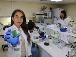 Amasya Üniversitesinden diyabetik yaralara umut olacak çalışma