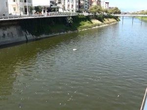 Asi Nehri’nde balık ölümleri
