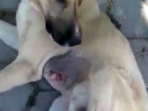 ’Ameliyatlı köpeği iyileşmeden sokağa bıraktılar’ iddiası