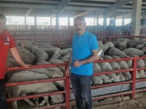 Hibeli koçlar Ankara ve Afyonkarahisar’a teslim edildi