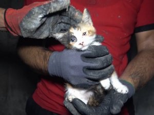 İtfaiyeden 4 saat süren yavru kedi kurtarma operasyonu