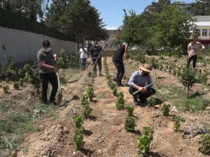 Endemik Erciş üzümü gelecek nesiller için toprakla buluşturuldu