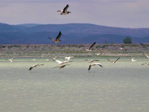 Ak pelikanlar göç hazırlığına kanat çırpıyor