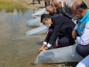 Kütahya’nın Eskiyüreğil Göleti’ne yavru sazan