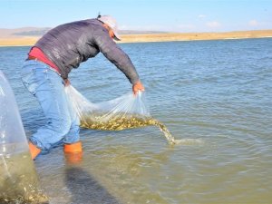 Göletlere 1 milyon 819 bin 650 yavru balık bırakıldı