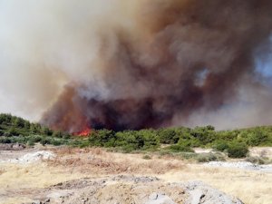 İzmir’de yangına dirençli yeşil örtü için “orman seferberliği” başlatılıyor