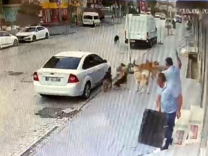 Başıboş sokak köpekleri esnaf ve vatandaşlara korku saçıyor