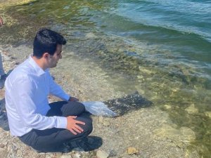 Pazarlar’daki göletlere 15 bin adet pullu sazan balığı yavrusu bırakıldı