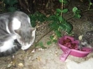 Kediye bırakılan mamaları kirpilerin yediği anlar görüntülendi