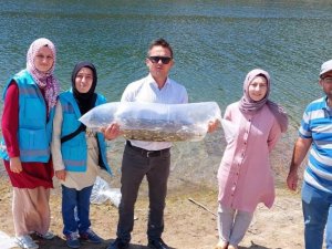 Hisarcık’ta 260 bin yavru sazan 3 gölette suyla buluştu