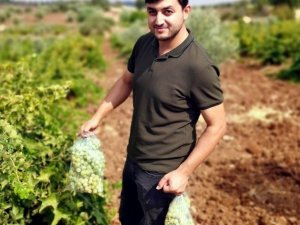 Hasat öncesi pestisit denetimi