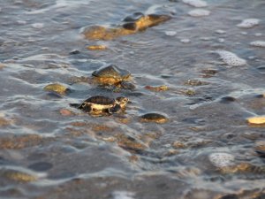 Yavru kaplumbağalar denizle buluştu