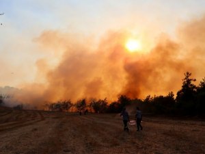 Yanan alanlara habitatı değiştirecek ağaç dikilmemeli