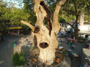 2 bin yıllık ağacın yaraları sarıldı