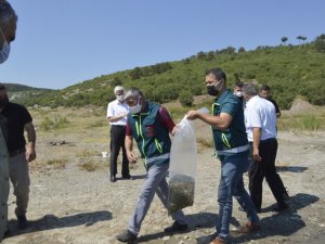 Tavşanlı’da göletlere 80 bin yavru sazan  balığı bırakıldı