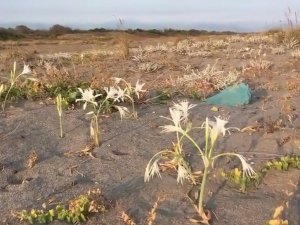 Kum zambakları sahili süsledi